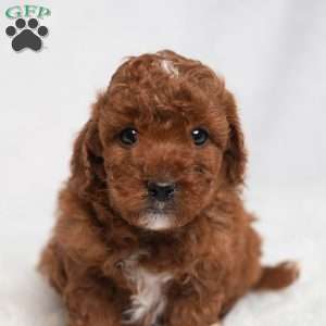 Quentin, Cavapoo Puppy
